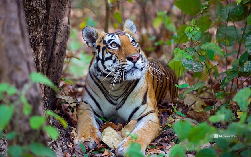 Female Bengal tiger, Kanha National Park, India