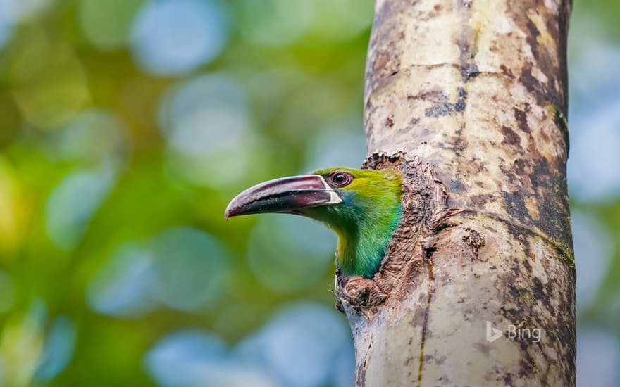 Crimson-rumped toucanet in the Refugio Paz de Las Aves, Ecuador