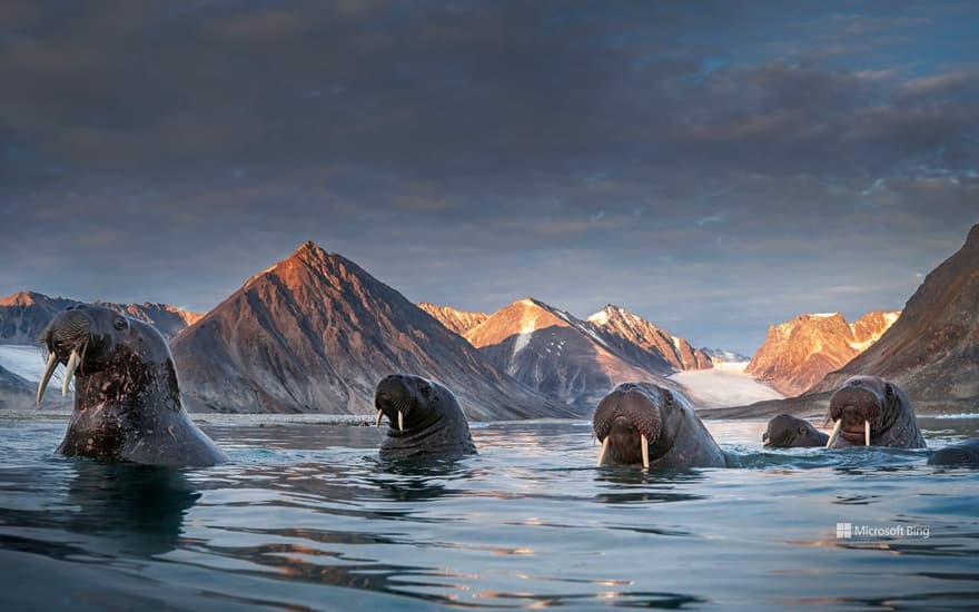 Herd of walruses in northern Spitsbergen, Svalbard archipelago, Norway