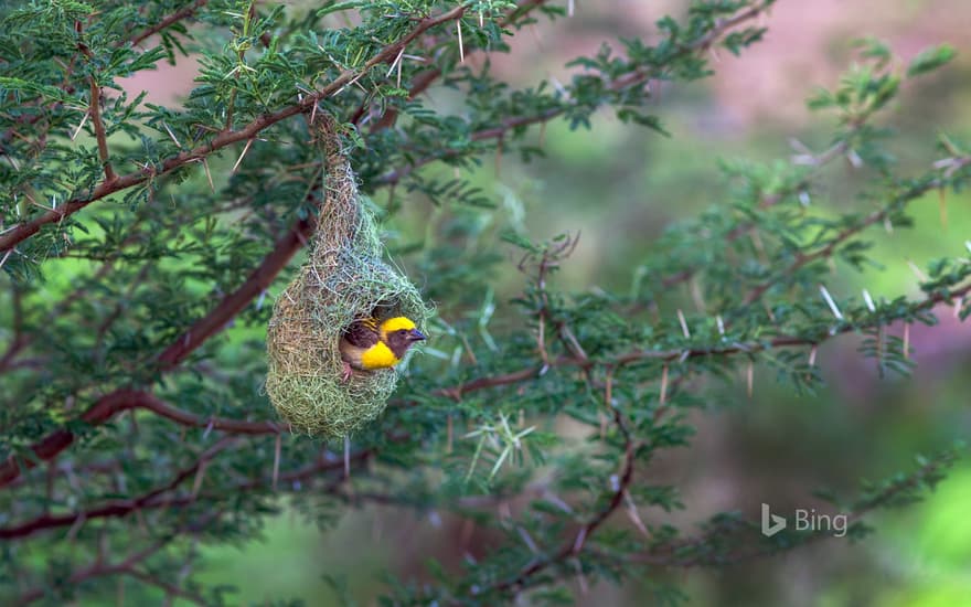 Baya weaver in its nest, Pune, Maharashtra, India