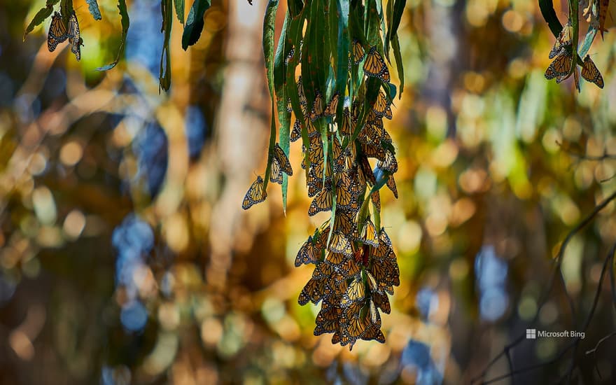 Monarch butterflies, Goleta, California