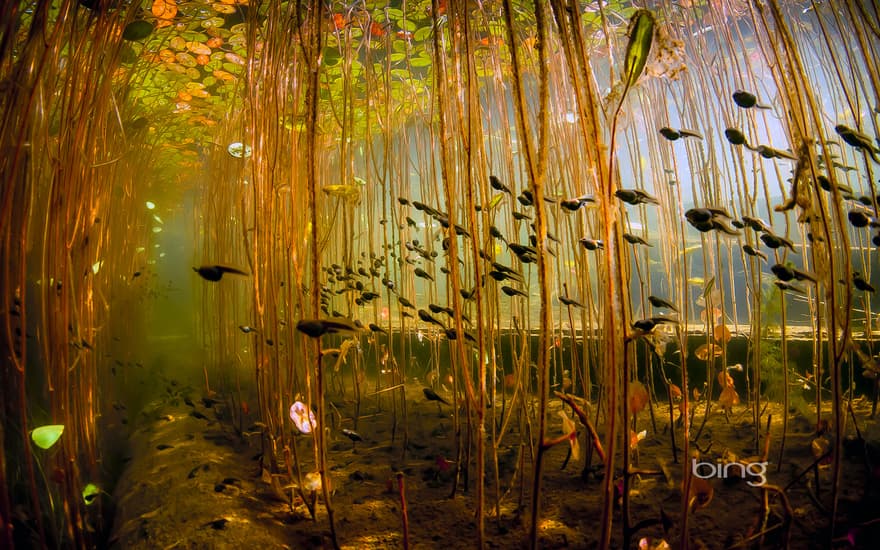 Tadpoles in Cedar Lake, near Campbell River on Vancouver Island, British Columbia, Canada