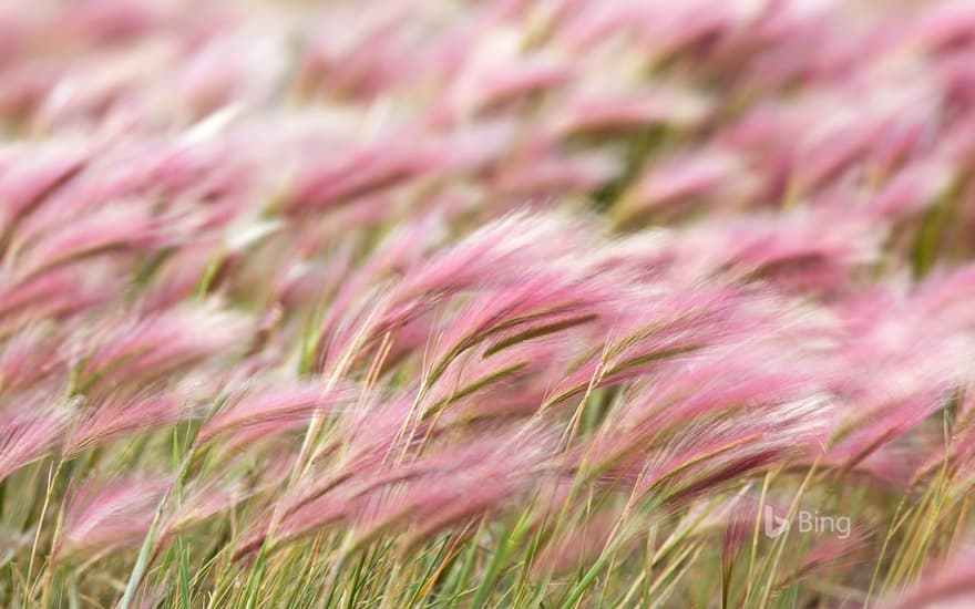 Squirreltail Barley (Hordeum jubatum) field in Kluane National Park, Yukon