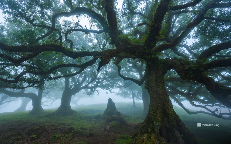 Ancient til trees in Fanal Forest, island of Madeira, Portugal